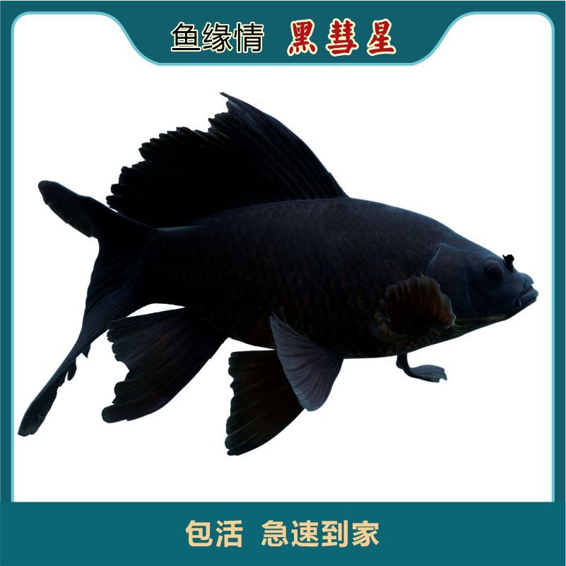 大正三色_三色犬圖片_三色犬