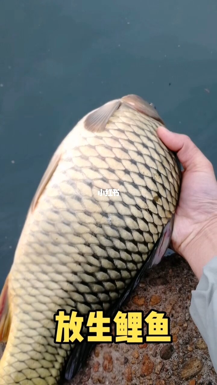 鯉躍龍門是什么_鯉魚躍龍門_躍龍門的鯉魚