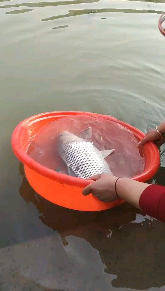 鯉躍龍門是什么_躍龍門的鯉魚_鯉魚躍龍門
