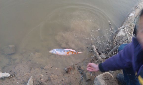 鯉躍龍門是什么_躍龍門的鯉魚_鯉魚躍龍門