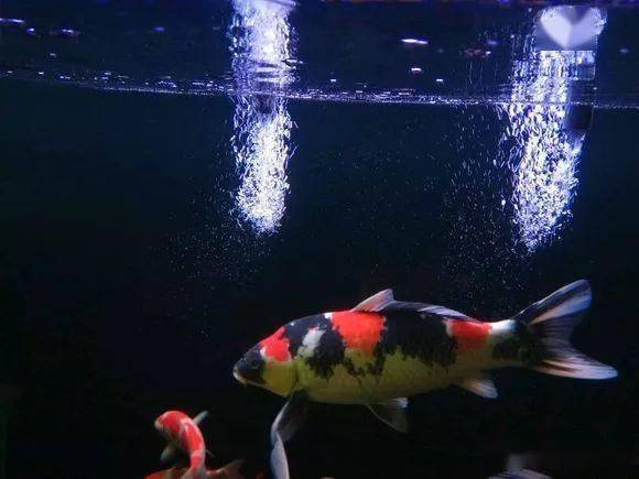 （龍巔錦鯉魚）——昭和三色