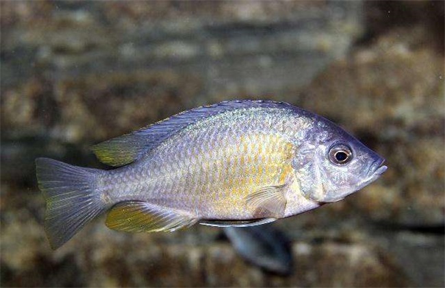 養殖魚觀賞魚_觀賞魚養殖_觀賞養殖魚類品種