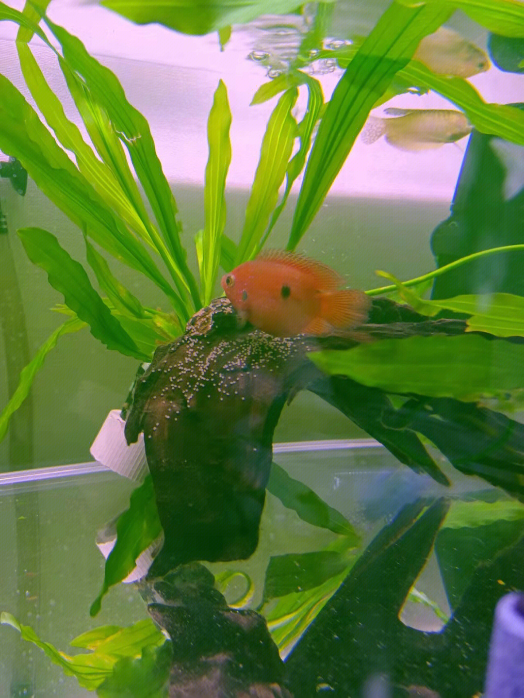 觀賞魚的養殖效益_觀賞魚養殖_觀賞養殖魚缸組圖