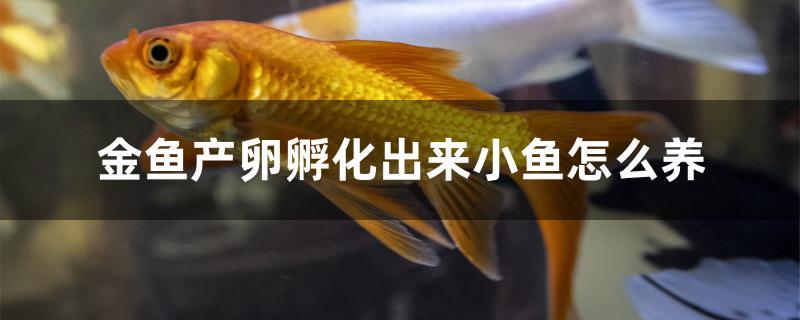 觀賞養殖魚缸組圖_觀賞魚養殖_觀賞魚的養殖效益