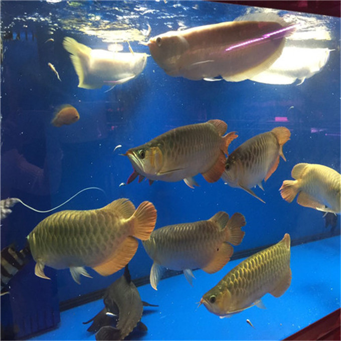 觀賞魚養殖戶_養殖魚觀賞魚_觀賞魚養殖