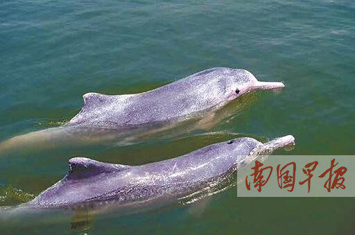 中華白海豚海豚_中華白海豚珍稀版_中華白海豚