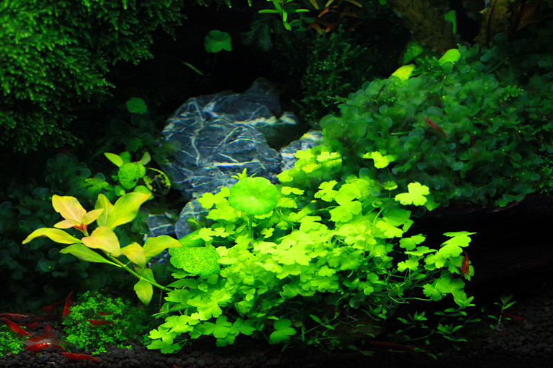 水草魚缸論壇_水草論壇_水草論壇哪個最好