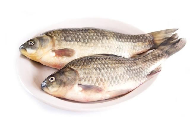 鯽魚圖片_鯽魚圖片大全圖片高清_鯽魚圖片大全大圖
