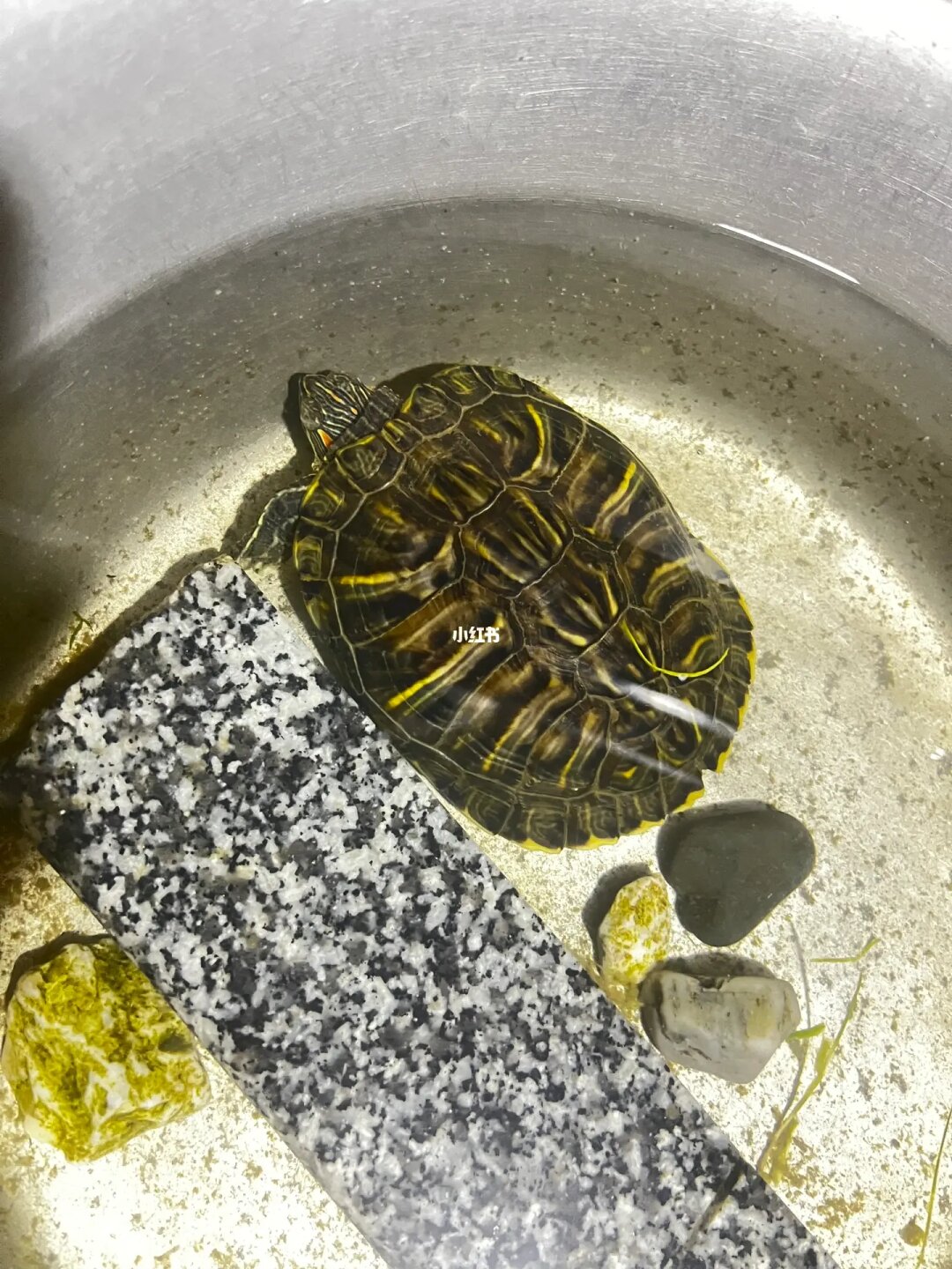 養龜巴西龜_巴西龜飼養_巴西龜養
