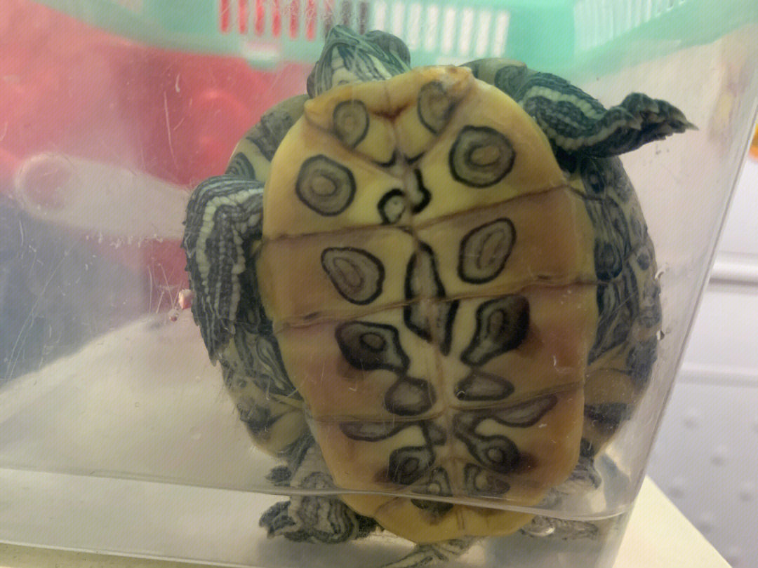 養龜巴西龜_巴西龜養_巴西龜飼養