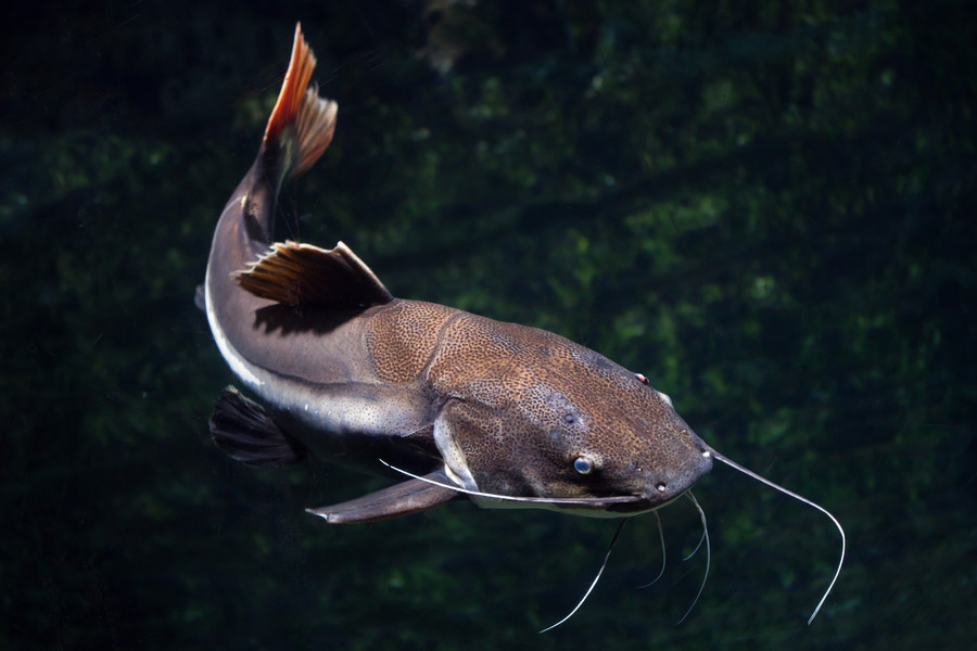 淡水魚大魚有哪些_最大的淡水魚_淡水魚大全魚類