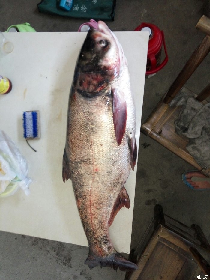 胖頭魚是食肉動物嗎_胖頭魚是什么魚_魚胖頭魚頭咋吃
