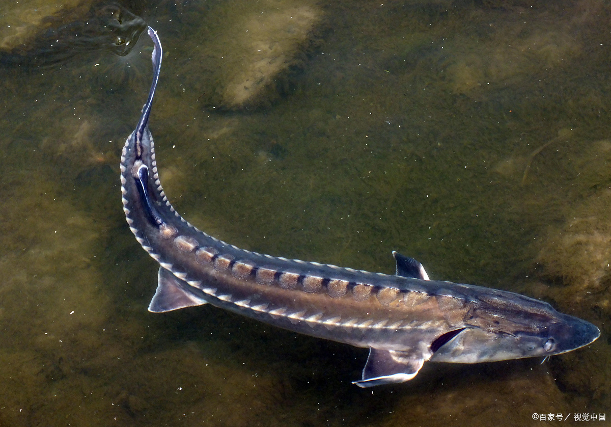淡水魚大全魚類_淡水魚大全圖片和名稱_最大的淡水魚