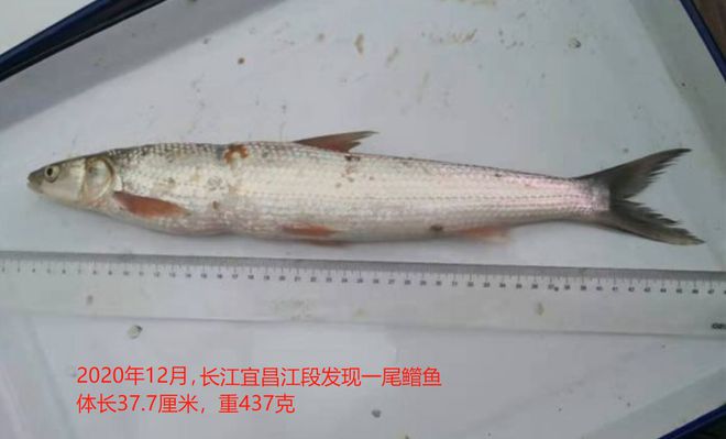 淡水魚大全圖片和名稱_最大的淡水魚_淡水魚大魚有哪些