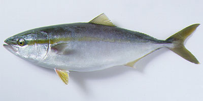 最大的淡水魚_淡水魚大全圖片和名稱_淡水魚大魚有哪些
