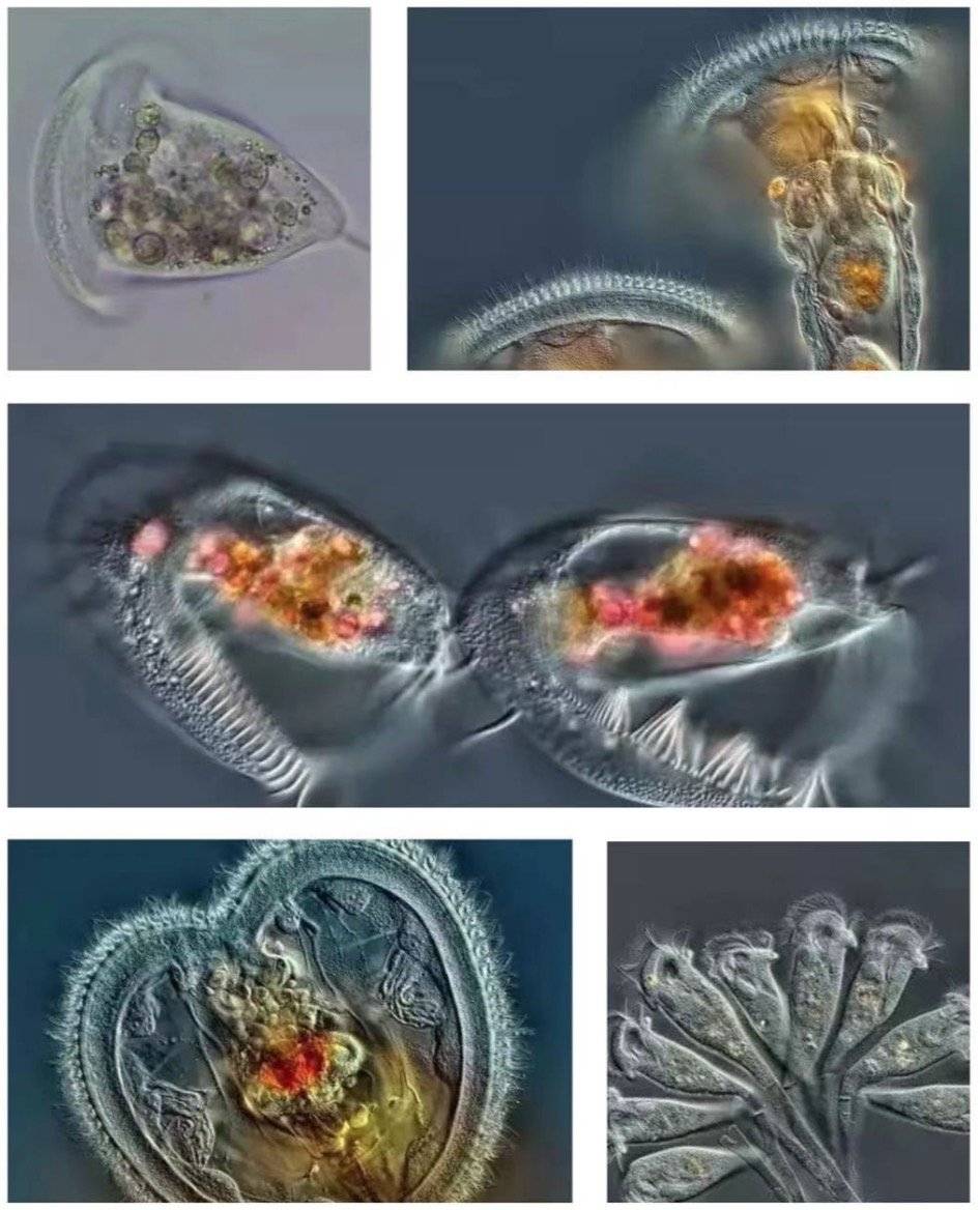 三文魚圖片_三文魚_三文魚壽司是哪一年出現的