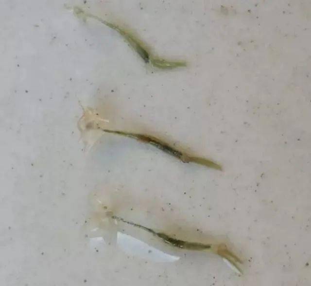 三文魚壽司是哪一年出現的_三文魚圖片_三文魚