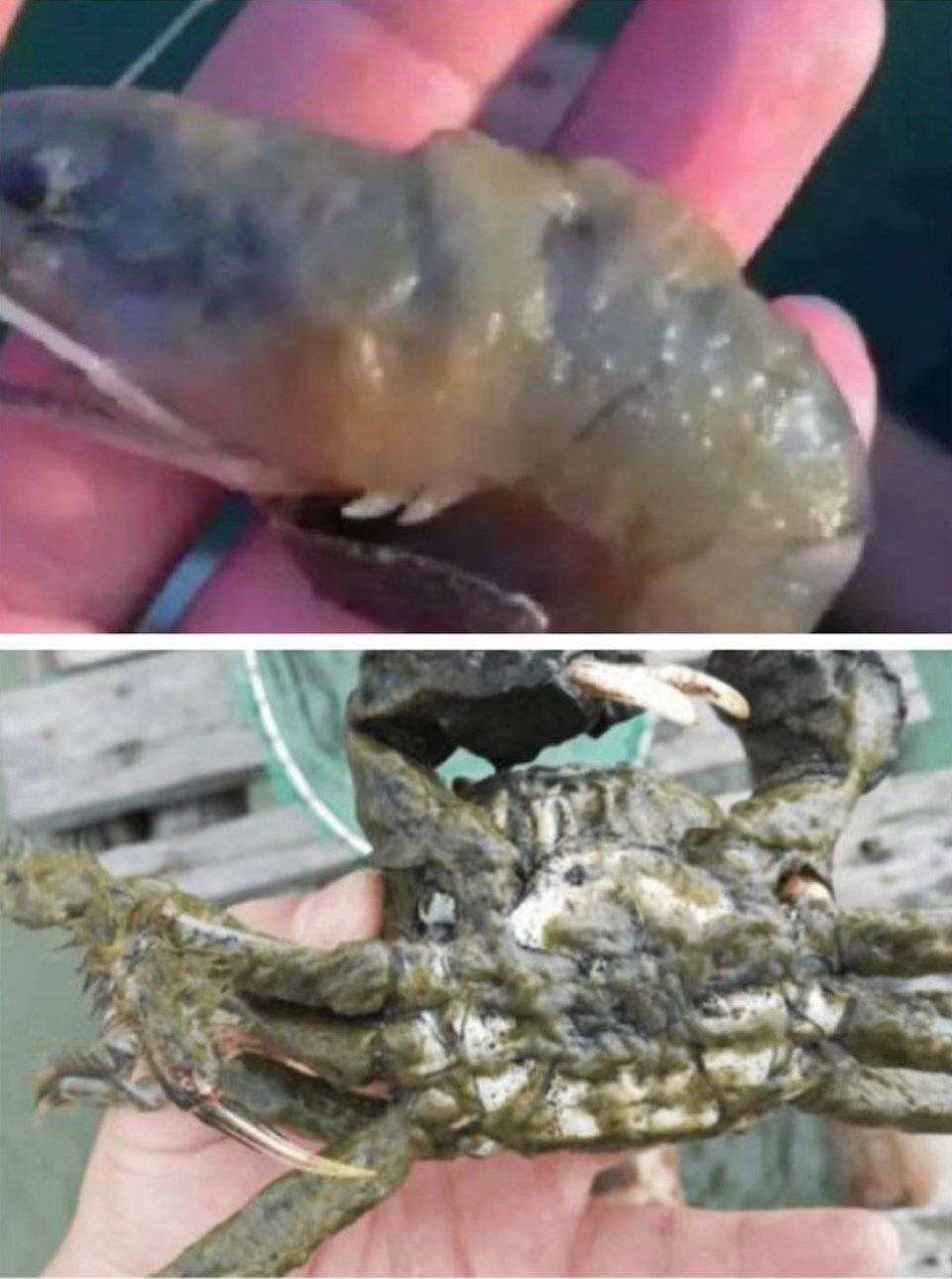 三文魚_三文魚壽司是哪一年出現的_三文魚圖片