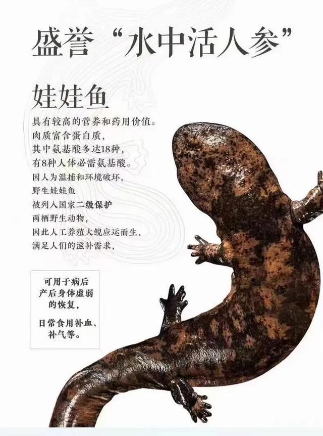小娃娃魚有沒有毒_娃娃魚毒性_娃娃魚有毒嗎