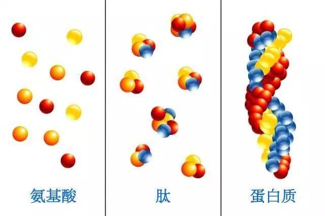 娃娃魚有毒嗎_娃娃魚毒性_小娃娃魚有毒