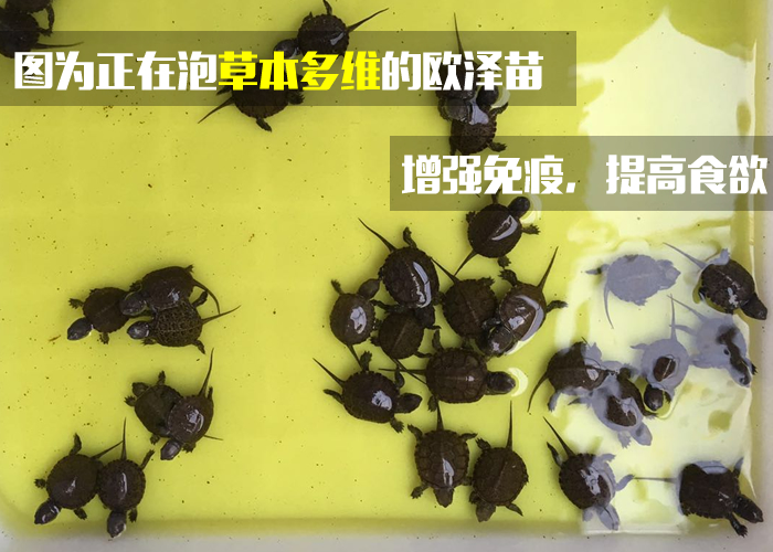 石金錢龜_石金錢龜的飼養方法_石金錢龜圖片