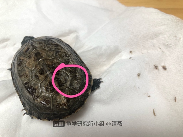 石金錢龜圖片_石金錢龜_石金錢龜的飼養方法
