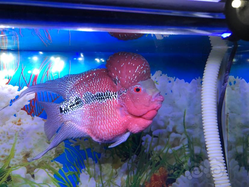 羅漢魚德薩圖片_羅漢魚德薩魚苗圖片_德薩斯羅漢魚