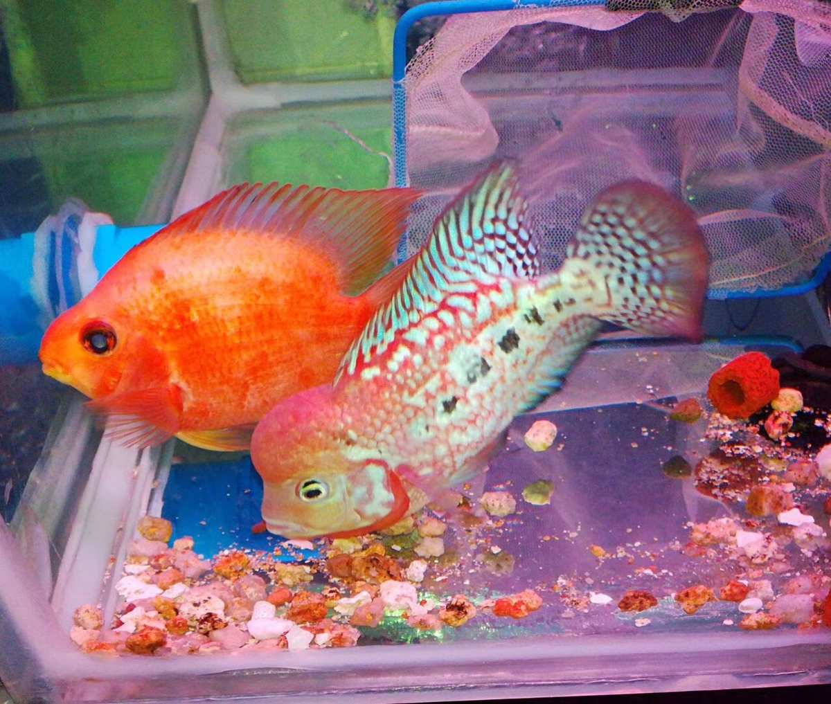 德薩斯羅漢魚_羅漢魚德薩魚苗圖片_羅漢魚德薩圖片