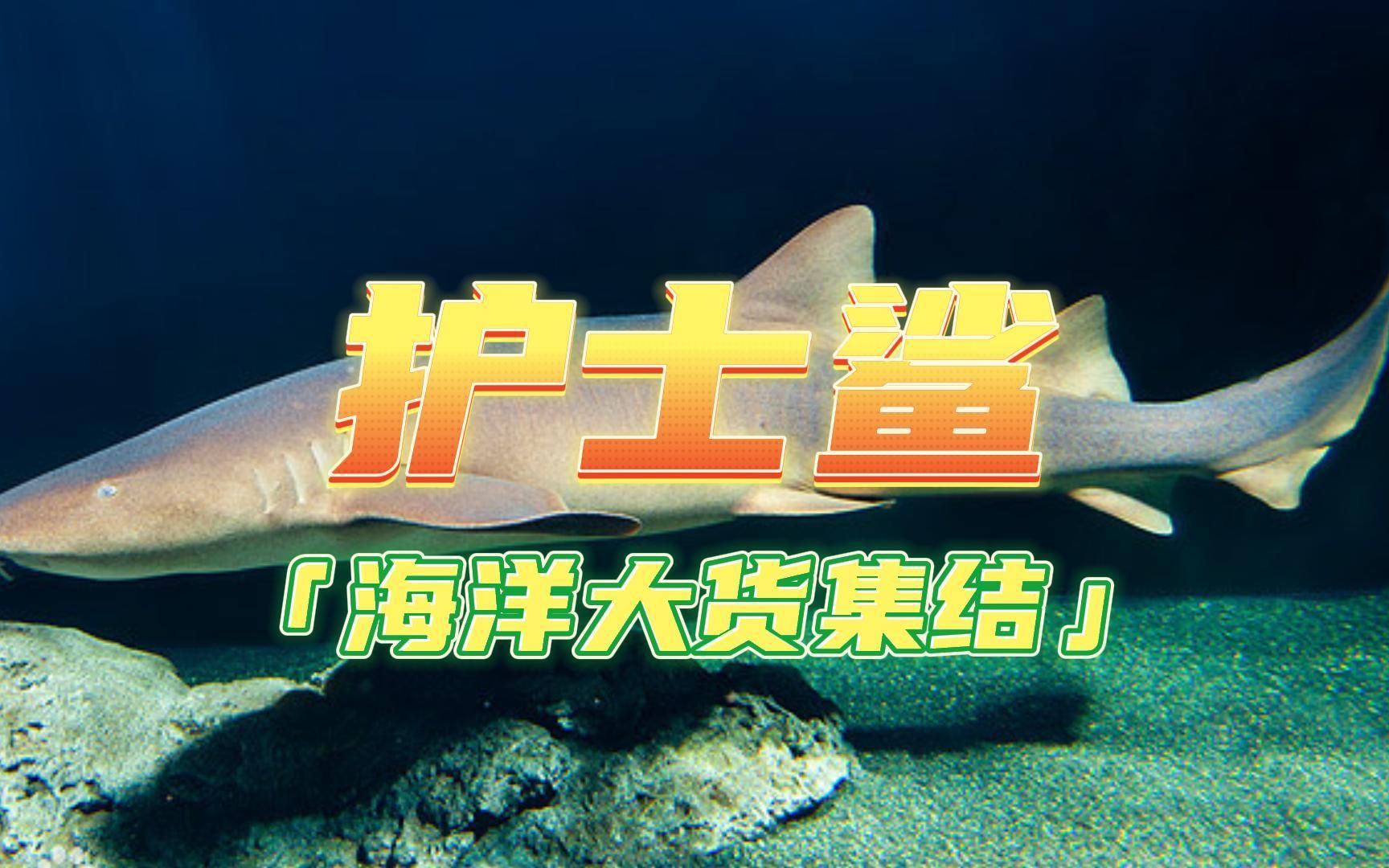 窄頭雙髻鯊_窄頭雙髻鯊釣魚大對決_窄頭雙髻鯊怎么讀