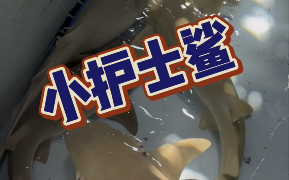 窄頭雙髻鯊怎么讀_窄頭雙髻鯊_窄頭雙髻鯊釣魚大對決