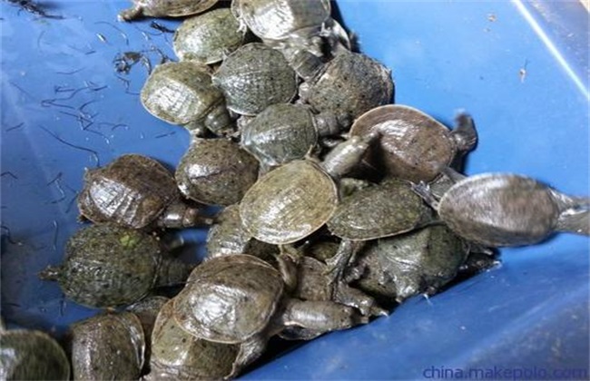 養殖甲魚需要什么條件_甲魚養殖_養殖甲魚一斤多少錢
