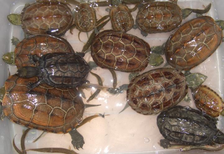 養殖甲魚需要什么條件_養殖甲魚喂什么食物_甲魚養殖