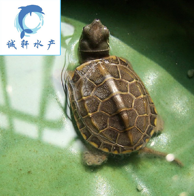 養殖甲魚的成本及利潤_甲魚養殖_養殖甲魚需要什么條件