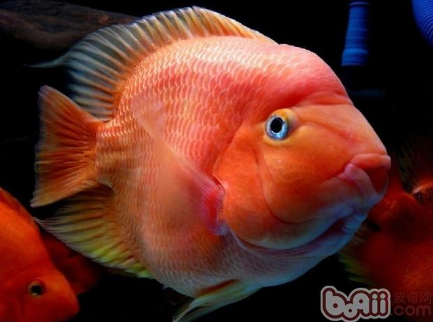 血鸚鵡魚能長多大，血鸚鵡的成長對水質的要求