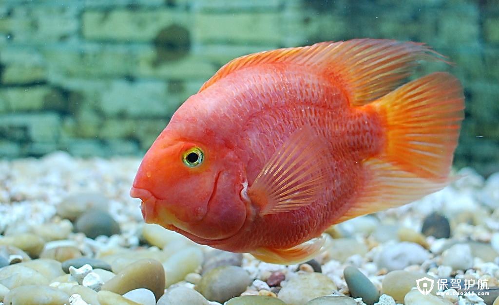 血鸚鵡魚適合多少°C水溫_血鸚鵡魚壽命有多長_血鸚鵡魚