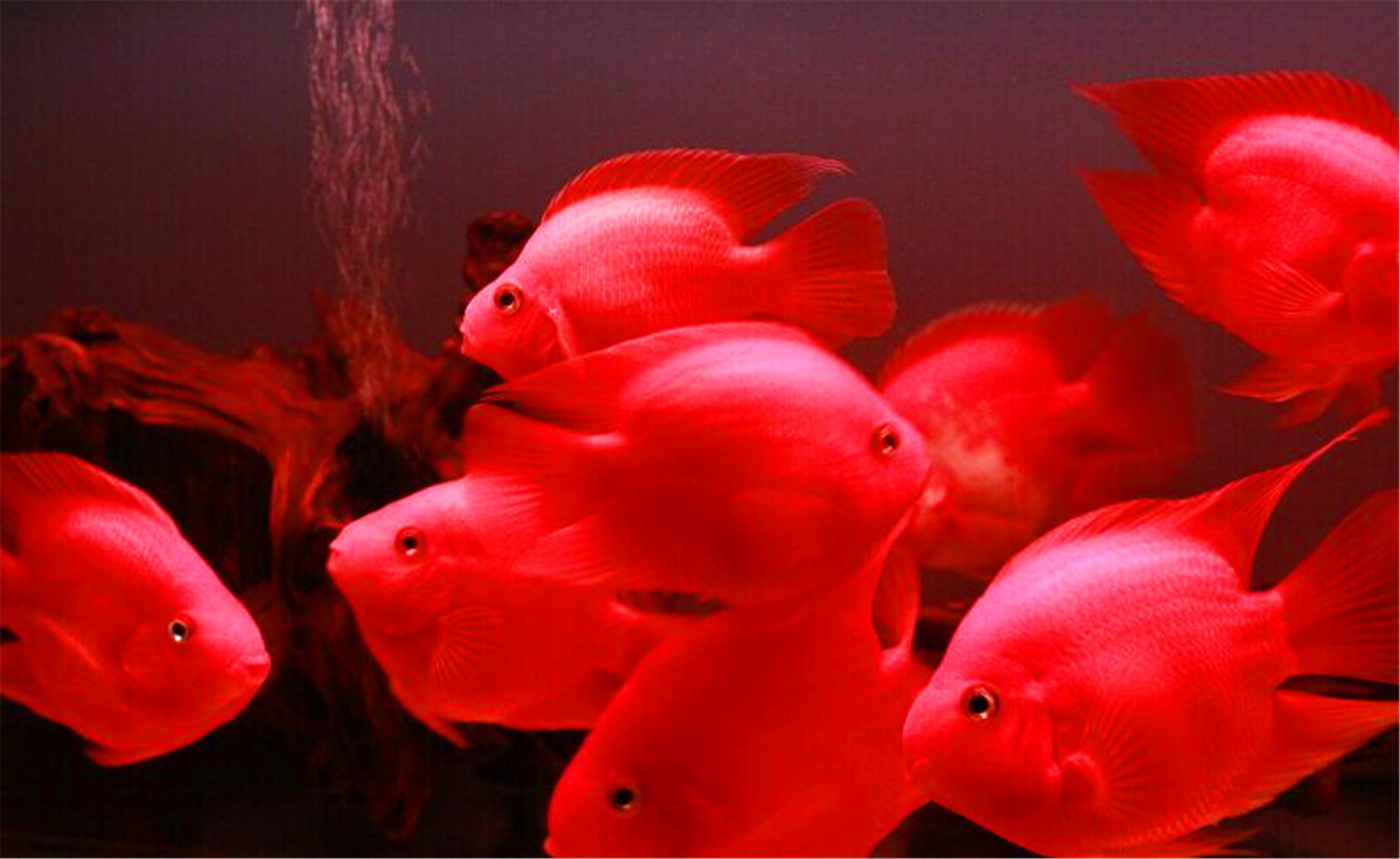 血鸚鵡魚適合多少°C水溫_血鸚鵡魚_血鸚鵡魚壽命有多長