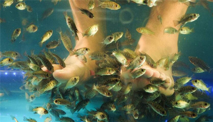 魚療的魚是什么魚_魚療是什么意思_魚療的魚是什么魚多少錢