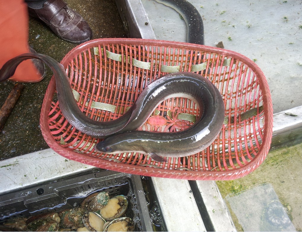 鰻魚價格走勢圖_鰻魚價格_冷凍鰻魚價格