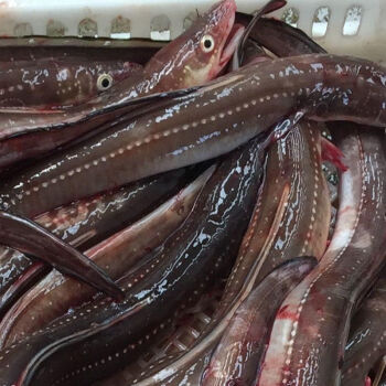 鰻魚價格_冷凍鰻魚價格_鰻魚價格走勢圖