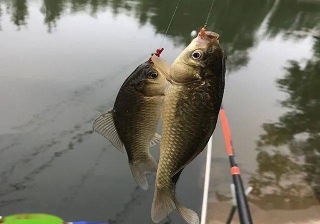 初夏野釣_初夏釣魚位置選擇_初夏釣魚