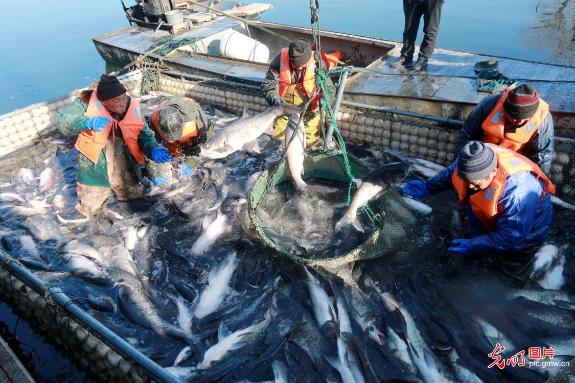 尼羅河鱸魚_尼羅河巨鱸視頻_尼羅河鱸魚多少錢一斤