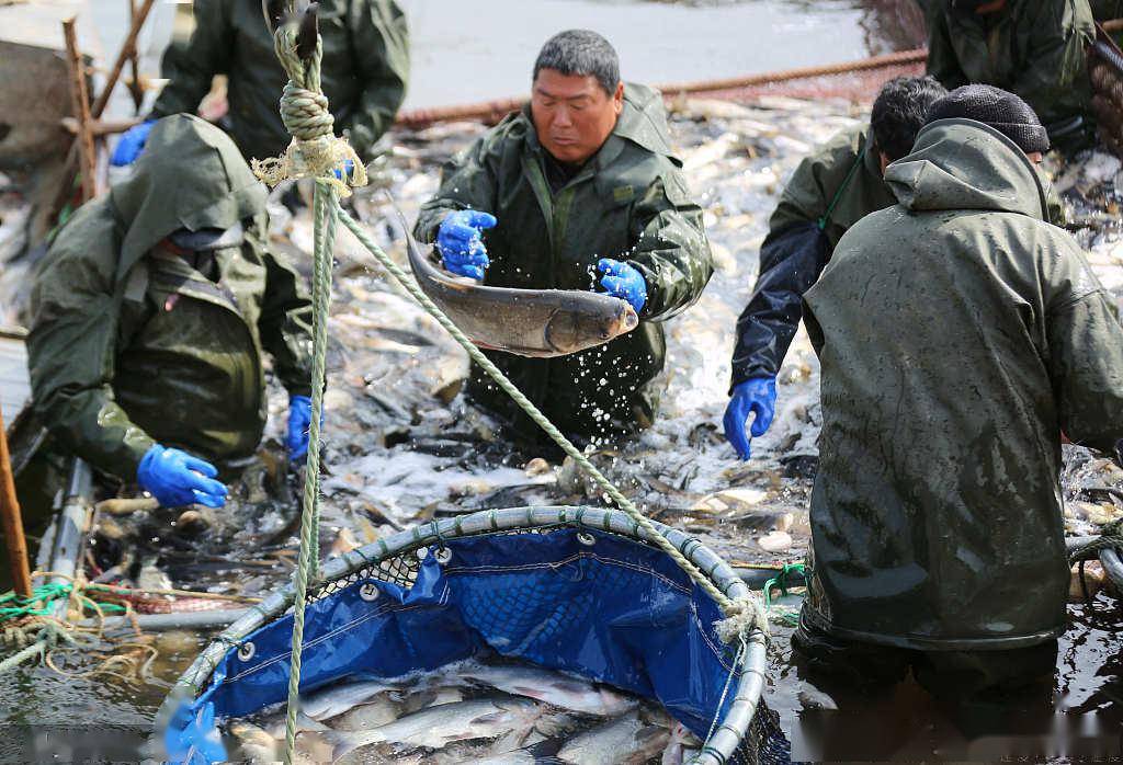 尼羅河鱸魚多少錢一斤_尼羅河鱸魚_尼羅河巨鱸視頻