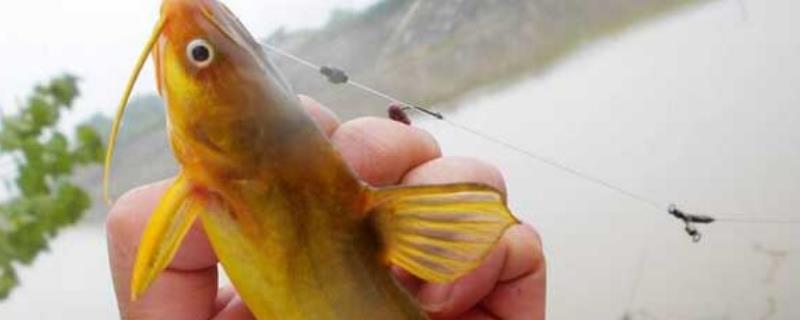 黑斑狗魚_黑斑狗魚圖片_黑斑狗魚怎么做好吃