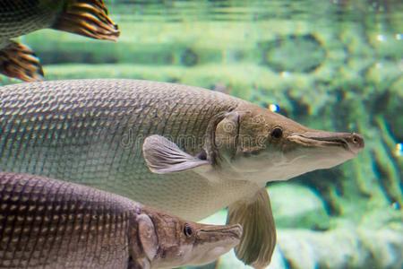 尼羅河鱸魚_尼羅河巨鱸視頻_尼羅河鱸魚多少錢一斤