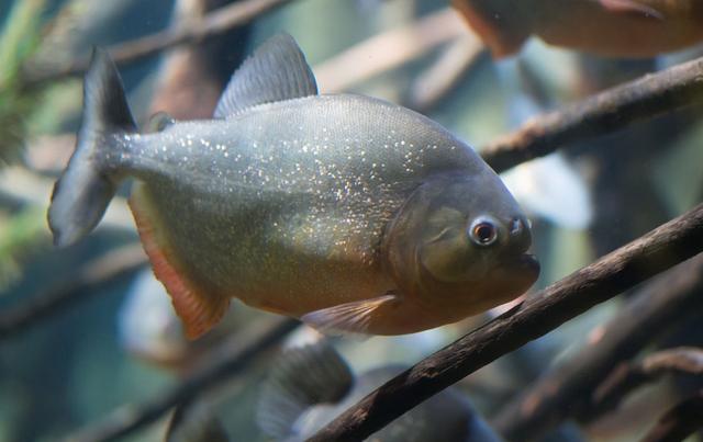 尼羅河巨鱸視頻_尼羅河鱸魚_尼羅河鱸魚多少錢一斤