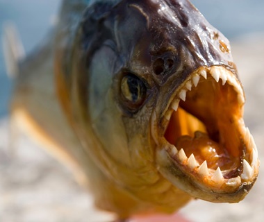 尼羅河鱸魚多少錢一斤_尼羅河巨鱸視頻_尼羅河鱸魚