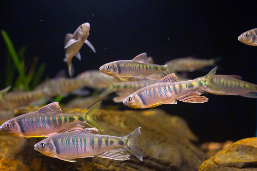 黑斑狗魚好吃嗎_黑斑狗魚怎么做好吃_黑斑狗魚