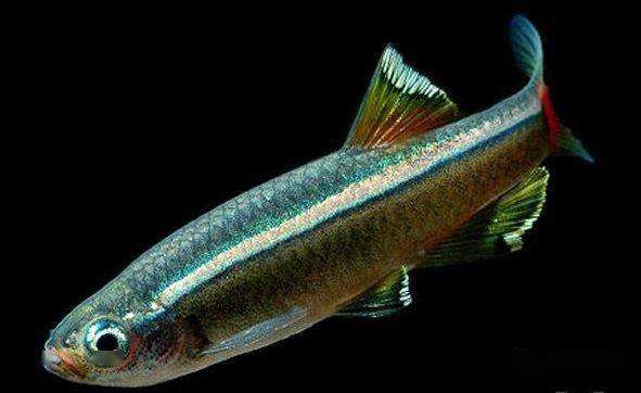 黑斑狗魚_黑斑狗魚怎么做好吃_黑斑狗魚好吃嗎