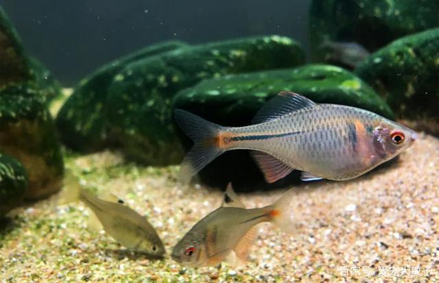 黑斑狗魚圖片_黑斑狗魚_黑斑狗魚怎么做好吃