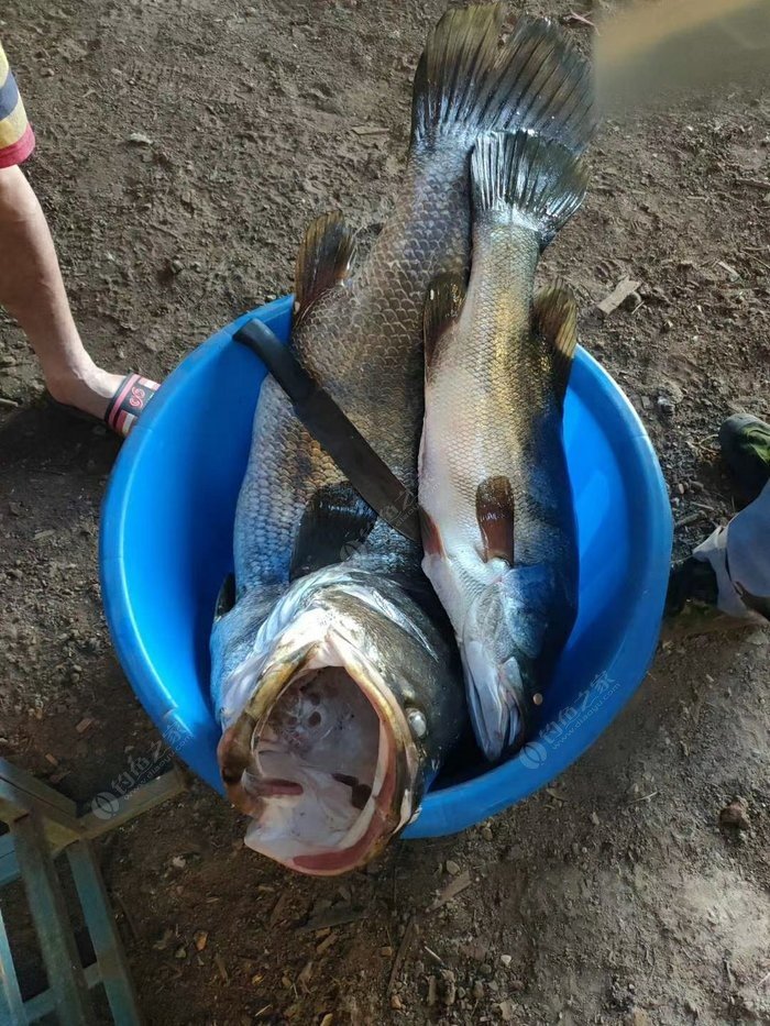 海釣鱸魚_鱸魚海釣圖片_鱸魚海釣用什么假餌最好